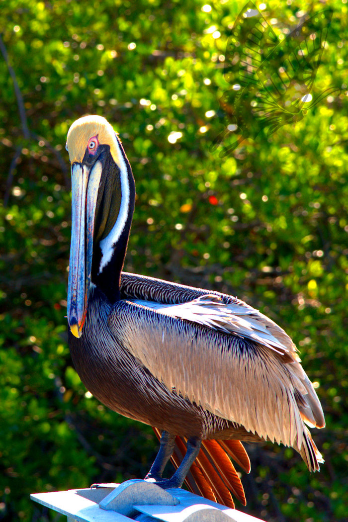 Pelican